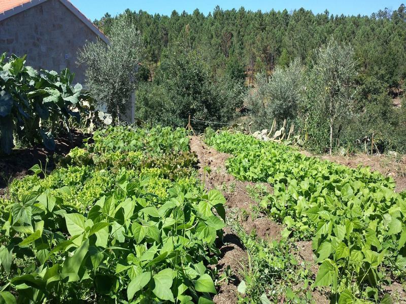 I Love Dao Casas Da Fraga Vendégház São Gemil Kültér fotó